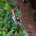 Yellow-crowned Woodpecker (male)