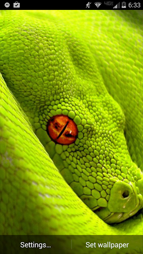 Green Snake Live Wallpaper