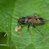 Dirt Colored Seed Bug