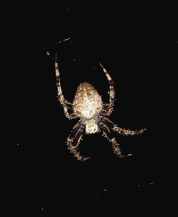 Garden orb web spider