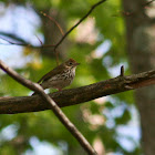 Ovenbird