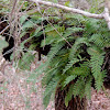 Resurrection fern