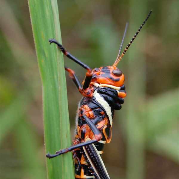 of British Columbia Project Noah