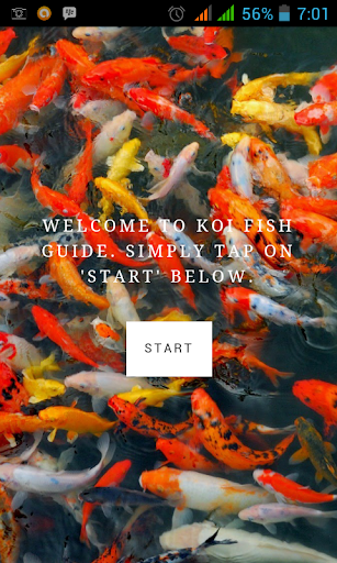 Koi Fish Guide