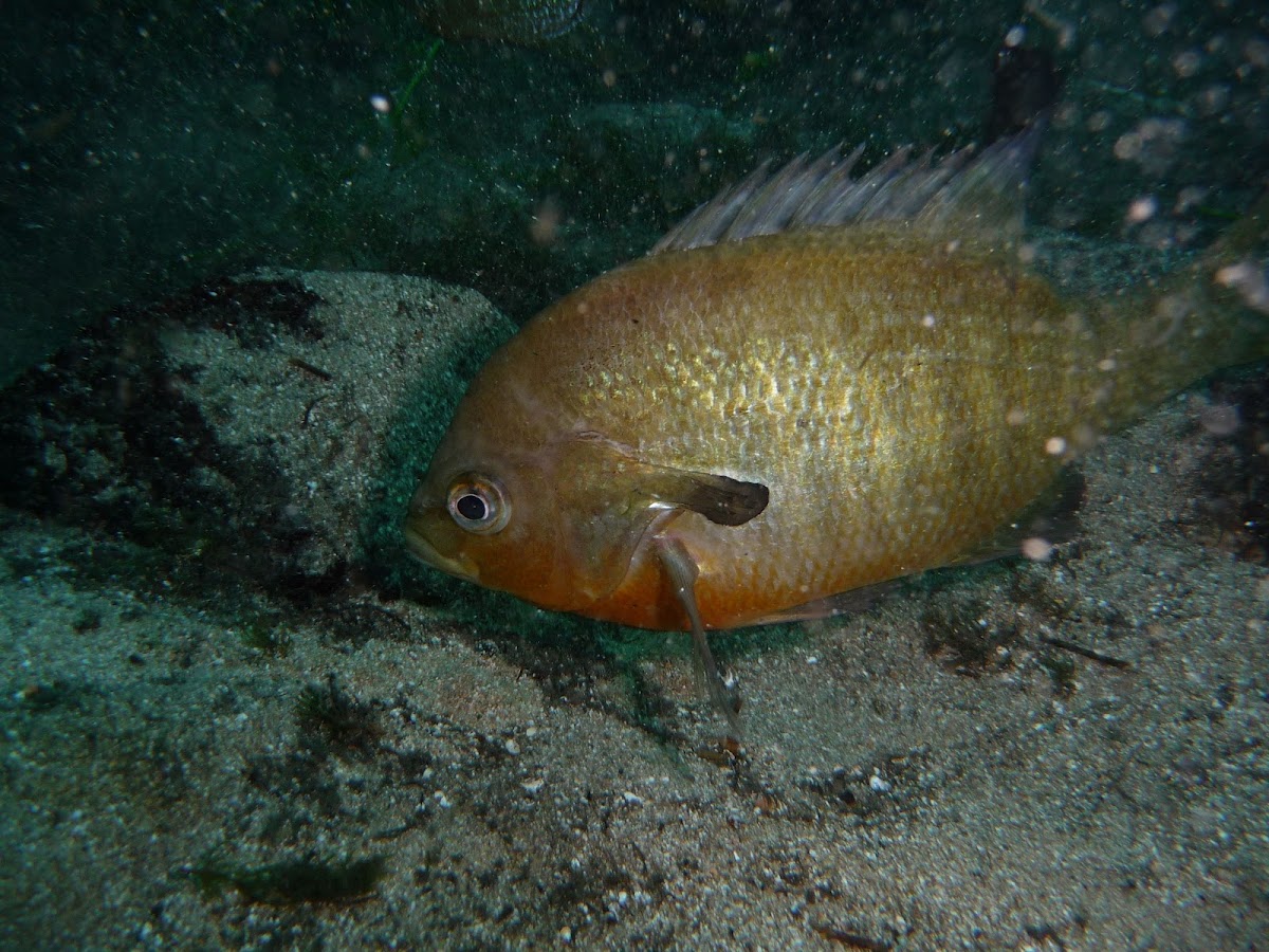 Sun fish