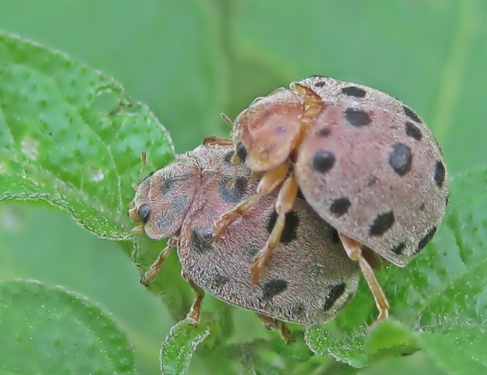 Ladybug mating