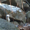 Ermine (Short-tailed Weasel)