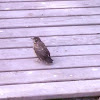 American Robin (juvenile)