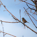 White-crowned Sparrow