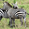 Zebra, Plains Zebra, Boehm's race; Swahili - Punda milia