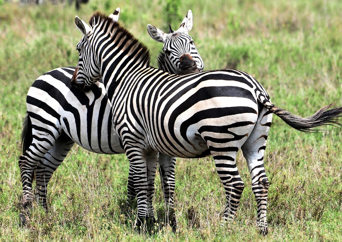 Zebra, Plains Zebra, Boehm's race; Swahili - Punda milia