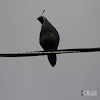 California Quail