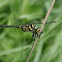 Gold-ringed Dragonfly / Gewone bronlibel