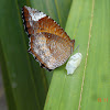 Common Palmfly Butterfly with cocoon
