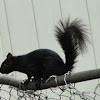 Eastern Gray Squirrel (black)