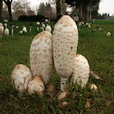 Shaggy Mane