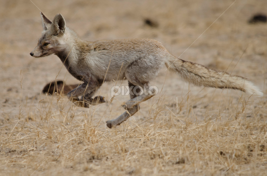 Desert fox running | Other Mammals | Animals | Pixoto