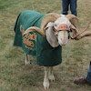 Sheep (Ram)