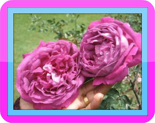 Rose Garden Guide