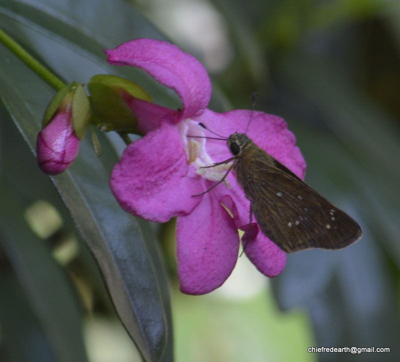 butterfly on a  Lemonia, Limonia, Pink Ravenia flower