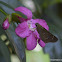 butterfly on a  Lemonia, Limonia, Pink Ravenia flower