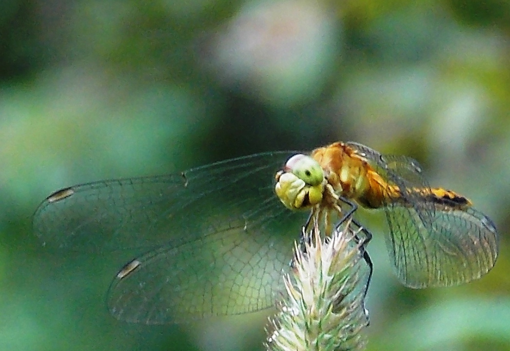 Cherry-faced Meadowhawk Dragonflies