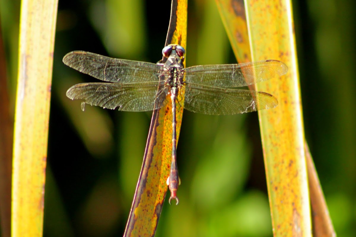 Two-striped Forceptail Dragonfly