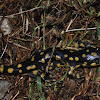 yellow spotted salemander