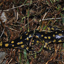 yellow spotted salemander