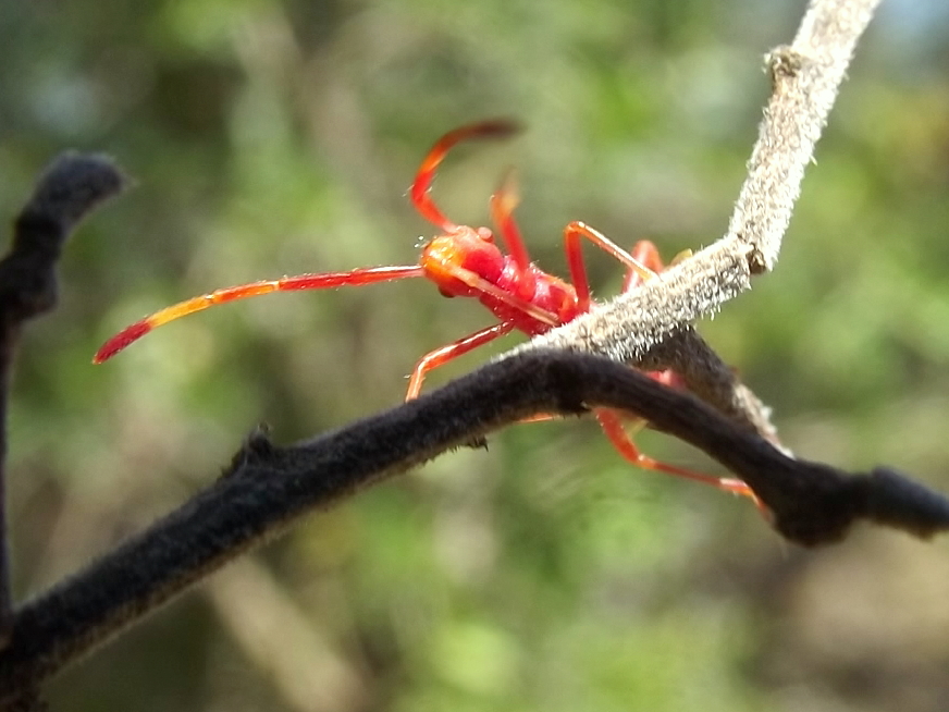 Ant mimicing bug