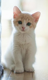 How to install Kittens Wallpapers 1.0 unlimited apk for bluestacks