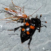 Roundneck Sexton Beetle