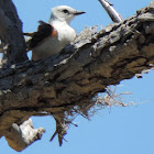 Scissor-tailed Flycatcher (on nest)