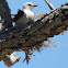 Scissor-tailed Flycatcher (on nest)