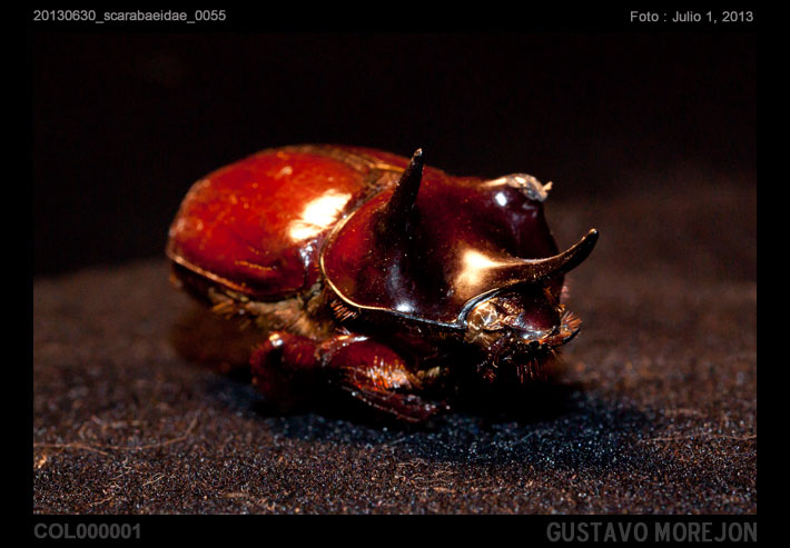 Escarabajo Rinoceronte tricornio