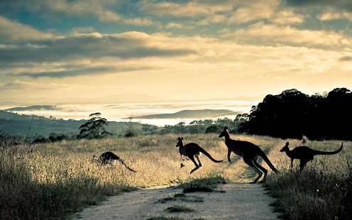 Lastest Kangaroo Wallpaper APK for PC