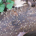 Pimple Fungus
