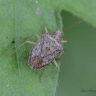 Stink Bug