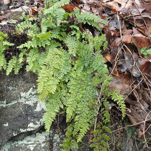 Ferns & Fern Allies of Southeast USA Project Noah