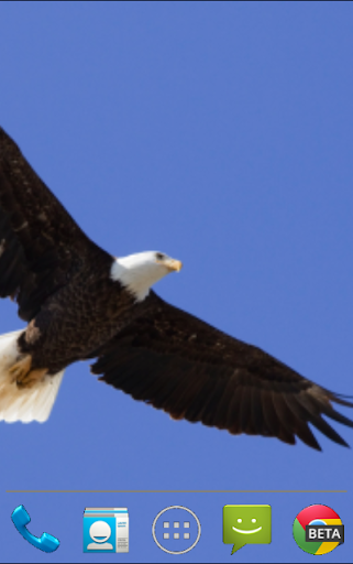 Bald Eagle Live Wallpaper