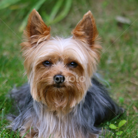 Looking Good by Sydney Rohmann - Animals - Dogs Portraits