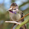 Costa's Hummingbird   immature