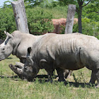 White rhinoceros