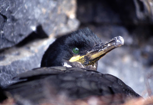 Iceland-bird-long-beak - An interesting bird of Iceland.