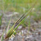 Kangaroo Grass