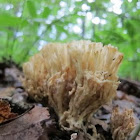 Coral Mushroom