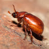 Rose Chafer / Large wattle chafer