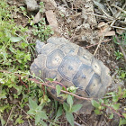 Tortoise