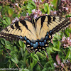Eastern tiger swallowtail (female)