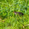 Slaty-Breasted Rail